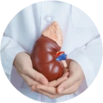 adrenal y cortisol balance adrenal y cortisol balance
